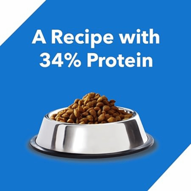 cat dry food kitten